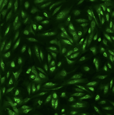 rna.jpg